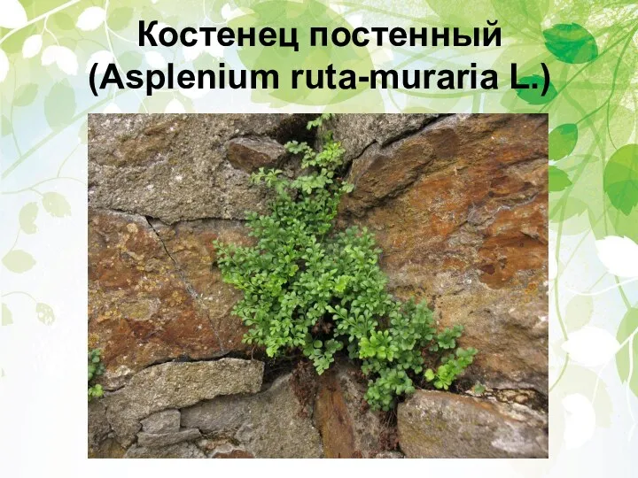 Костенец постенный (Asplenium ruta-muraria L.)