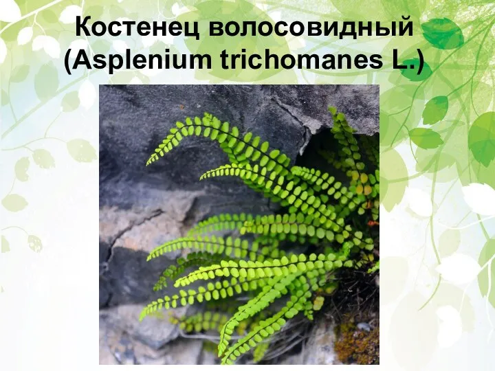 Костенец волосовидный (Asplenium trichomanes L.)