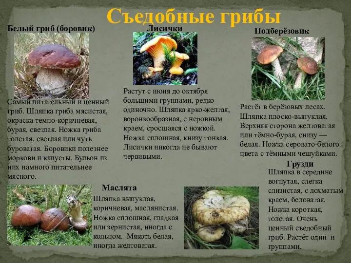 Съедобные грибы Белый гриб (боровик) Подберёзовик Маслята Грузди Лисички Самый питатель­ный и ценный