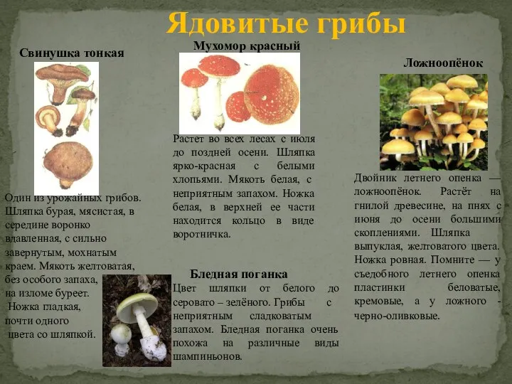 Ядовитые грибы Свинушка тонкая Ложноопёнок Мухомор красный Растет во всех лесах с июля
