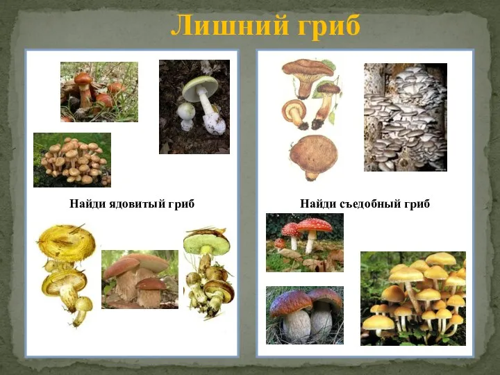 Лишний гриб Найди ядовитый гриб Найди съедобный гриб