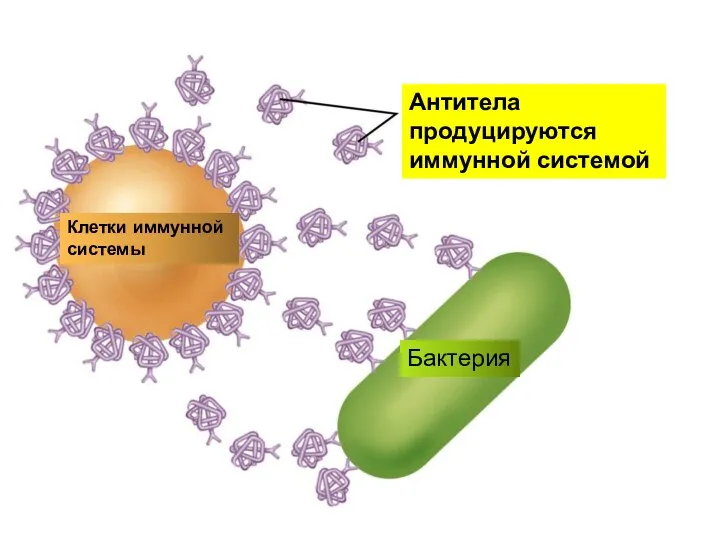 Антитела продуцируются иммунной системой Клетки иммунной системы Бактерия
