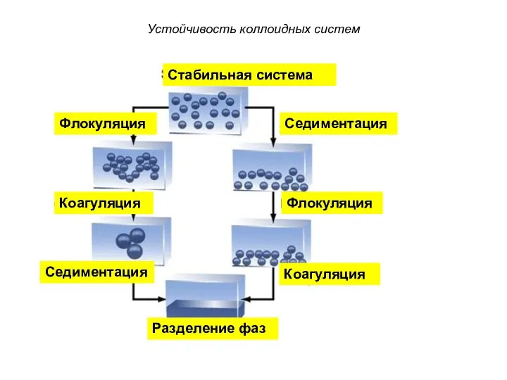 Устойчивость коллоидных систем Стабильная система Седиментация Седиментация Флокуляция Коагуляция Разделение фаз Флокуляция Коагуляция