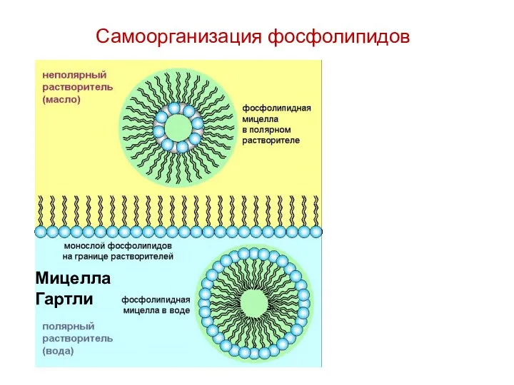 Самоорганизация фосфолипидов Мицелла Гартли