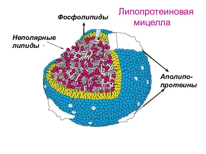 Аполипо- протеины Фосфолипиды Неполярные липиды Липопротеиновая мицелла