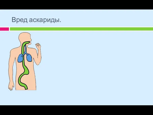 Вред аскариды. Аскариды хотя и не питаются кровью или клетками