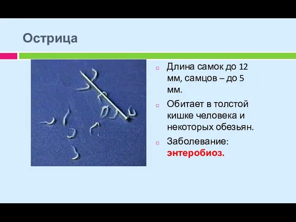 Острица Длина самок до 12 мм, самцов – до 5