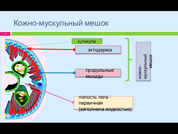 Кожно-мускульный мешок кожно-мускульный мешок кутикула