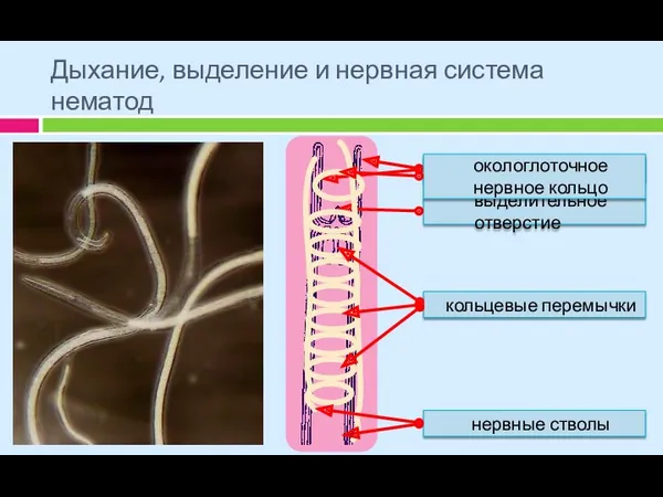 Дыхание, выделение и нервная система нематод