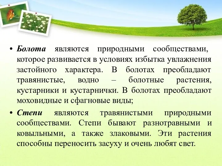 Болота являются природными сообществами, которое развивается в условиях избытка увлажнения