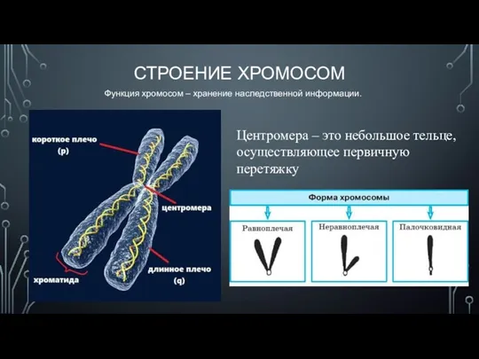 СТРОЕНИЕ ХРОМОСОМ Функция хромосом – хранение наследственной информации. Центромера – это небольшое тельце, осуществляющее первичную перетяжку