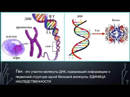 Ген - это участок молекулы ДНК, содержащий информацию о первичной структуре одной белковой молекулы. ЕДИНИЦА НАСЛЕДСТВЕННОСТИ