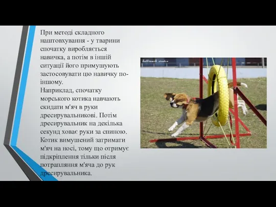 При методі складного наштовхування - у тварини спочатку виробляється навичка,