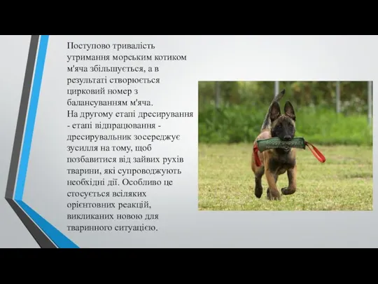 Поступово тривалість утримання морським котиком м'яча збільшується, а в результаті