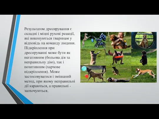 Результатом дресирування є складні і міцні рухові реакції, які виконуються