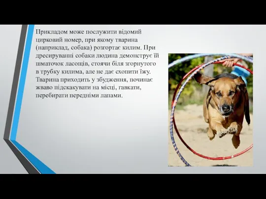 Прикладом може послужити відомий цирковий номер, при якому тварина (наприклад,