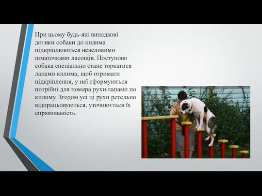 При цьому будь-які випадкові дотики собаки до килима підкріплюються невеликими