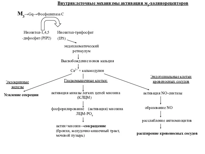 M3→Gq→Фосфолипаза С Инозитол-1,4,5 Инозитол-трифосфат -дифосфат (PIP2) (IP3) эндоплазматический ретикулум Высвобождение