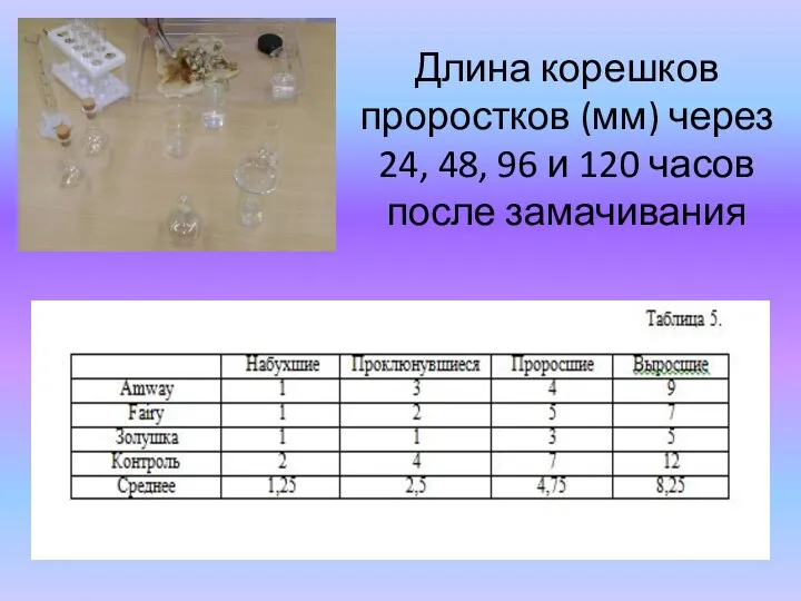 Длина корешков проростков (мм) через 24, 48, 96 и 120 часов после замачивания