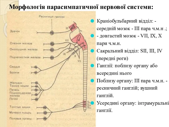 Краніобульбарний відділ: - середній мозок - III пара ч.м.н .;