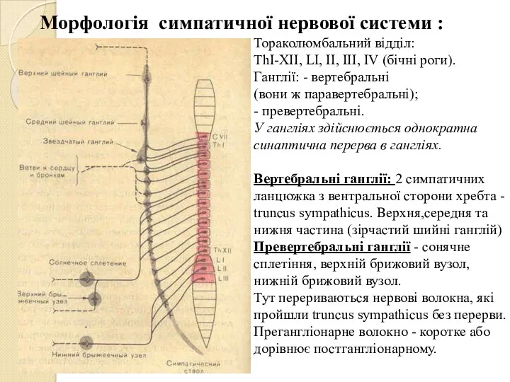 Морфологія симпатичної нервової системи : Тораколюмбальний відділ: ThI-XII, LI, II,