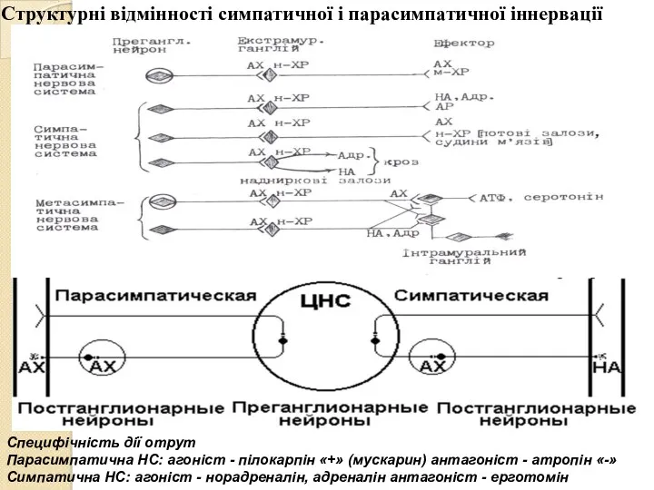 Структурні відмінності симпатичної і парасимпатичної іннервації Специфічність дії отрут Парасимпатична