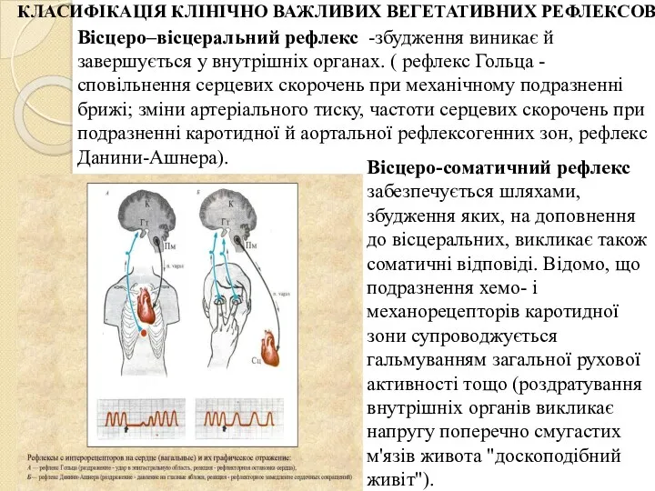 КЛАСИФІКАЦІЯ КЛІНІЧНО ВАЖЛИВИХ ВЕГЕТАТИВНИХ РЕФЛЕКСОВ Вiсцеро–вiсцеральний рефлекс -збудження виникає й