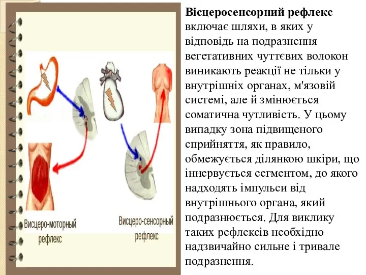 Вісцеросенсорний рефлекс включає шляхи, в яких у відповідь на подразнення