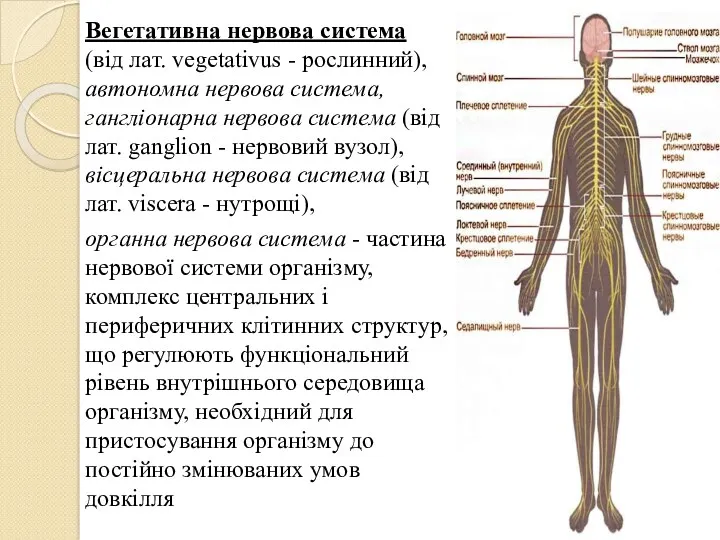 Вегетативна нервова система (від лат. vegetativus - рослинний), автономна нервова