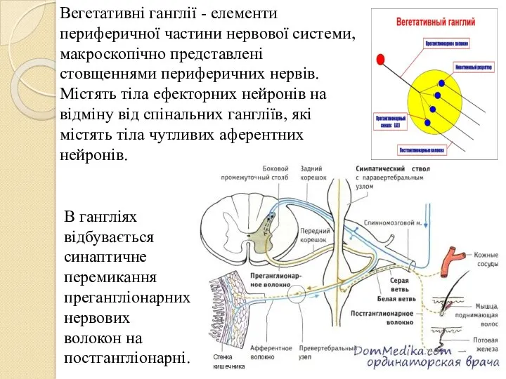 Вегетативні ганглії - елементи периферичної частини нервової системи, макроскопічно представлені