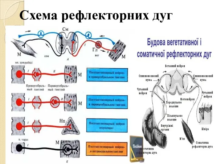 Схема рефлекторних дуг