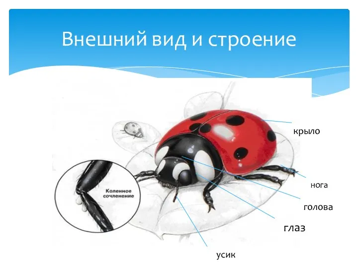 Внешний вид и строение глаз крыло голова усик нога