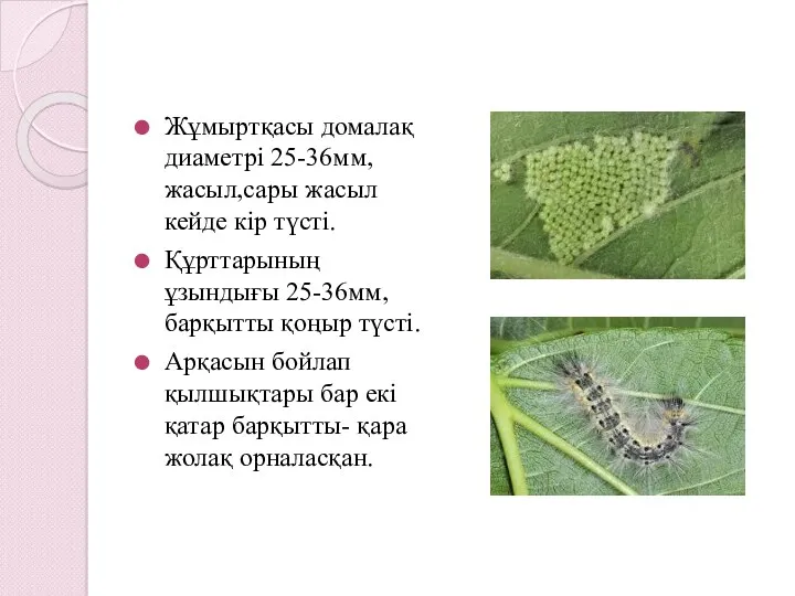 Жұмыртқасы домалақ диаметрі 25-36мм, жасыл,сары жасыл кейде кір түсті. Құрттарының