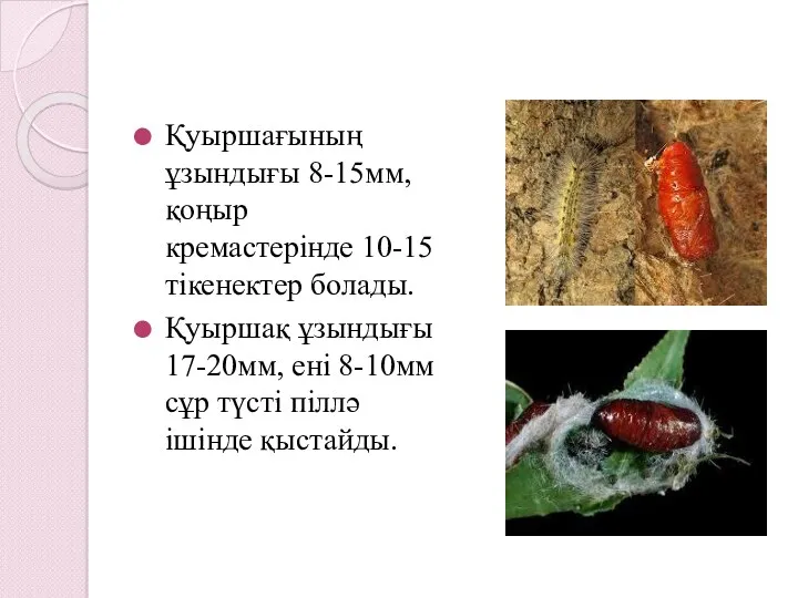 Қуыршағының ұзындығы 8-15мм, қоңыр кремастерінде 10-15 тікенектер болады. Қуыршақ ұзындығы