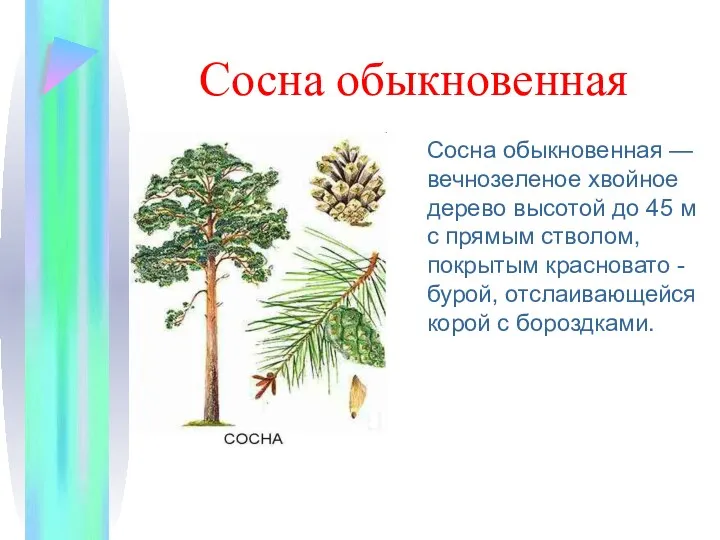 Сосна обыкновенная Сосна обыкновенная — вечнозеленое хвойное дерево высотой до 45 м с