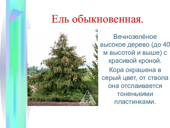 Ель обыкновенная. Вечнозелёное высокое дерево (до 40 м высотой и