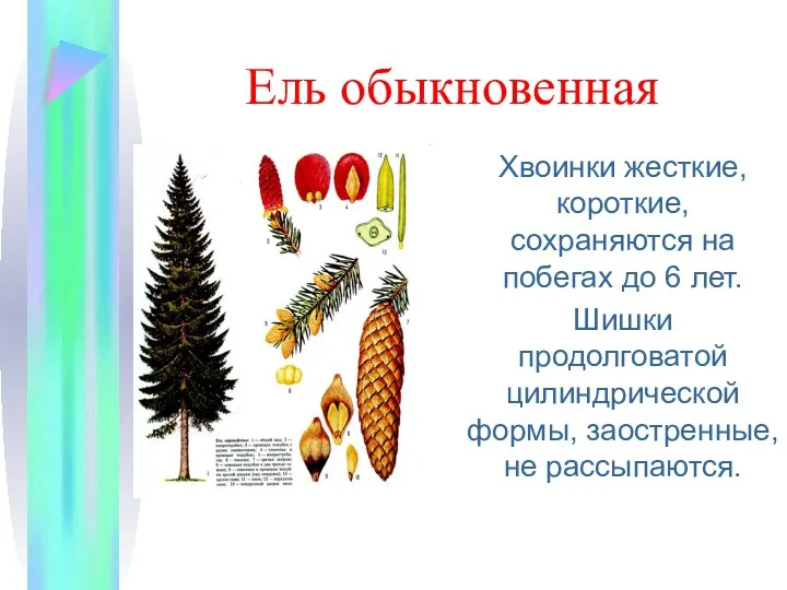 Ель обыкновенная Хвоинки жесткие, короткие, сохраняются на побегах до 6 лет. Шишки продолговатой