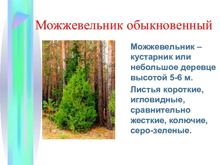 Можжевельник обыкновенный Можжевельник – кустарник или небольшое деревце высотой 5-6 м. Листья короткие,