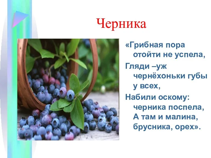 Черника «Грибная пора отойти не успела, Гляди –уж чернёхоньки губы у всех, Набили