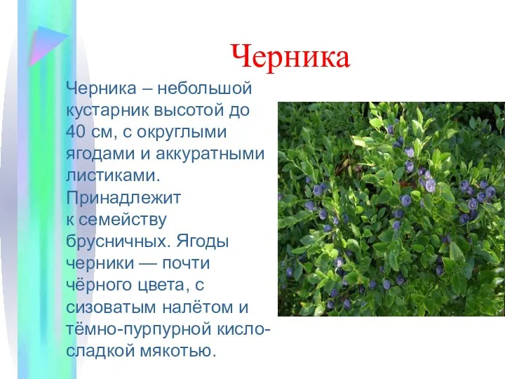 Черника Черника – небольшой кустарник высотой до 40 см, с округлыми ягодами и