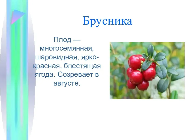 Брусника Плод — многосемянная, шаровидная, ярко-красная, блестящая ягода. Созревает в августе.