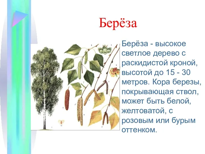 Берёза Берёза - высокое светлое дерево с раскидистой кроной, высотой до 15 -