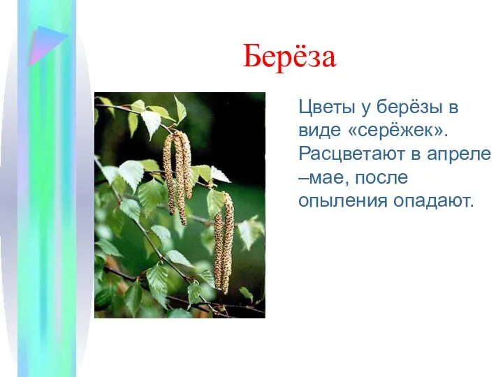 Берёза Цветы у берёзы в виде «серёжек». Расцветают в апреле –мае, после опыления опадают.