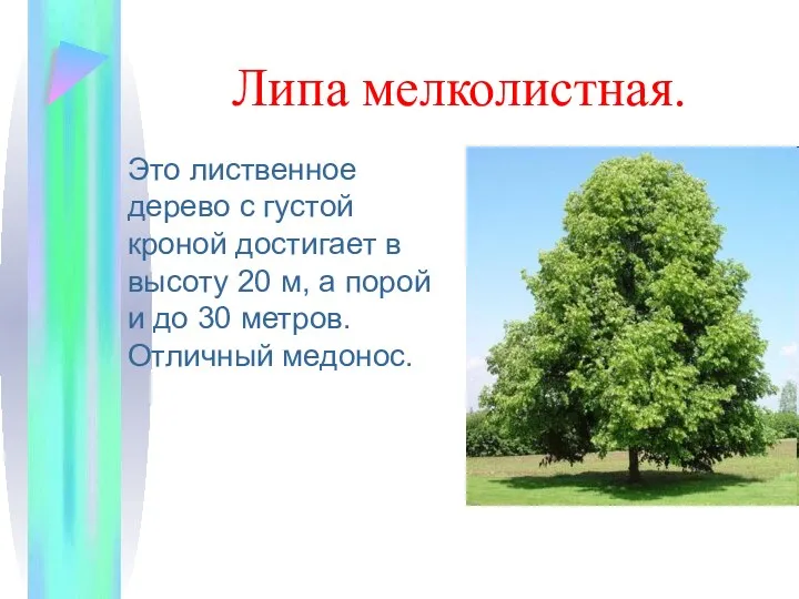 Липа мелколистная. Это лиственное дерево с густой кроной достигает в высоту 20 м,