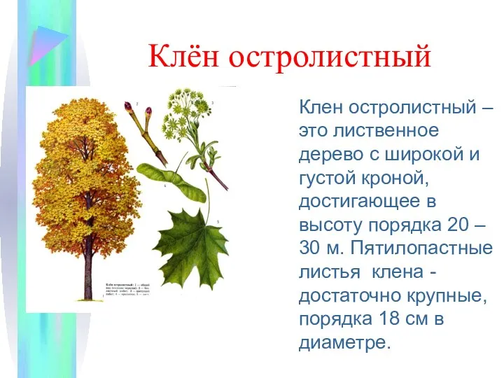Клён остролистный Клен остролистный – это лиственное дерево с широкой и густой кроной,