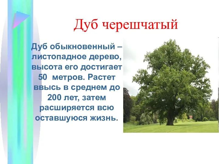 Дуб черешчатый Дуб обыкновенный – листопадное дерево, высота его достигает 50 метров. Растет