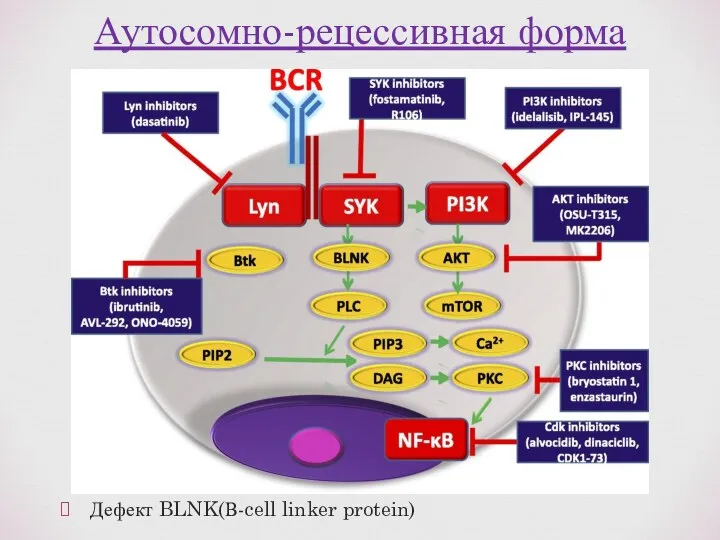 Дефект BLNK(В-cell linker protein) Аутосомно-рецессивная форма