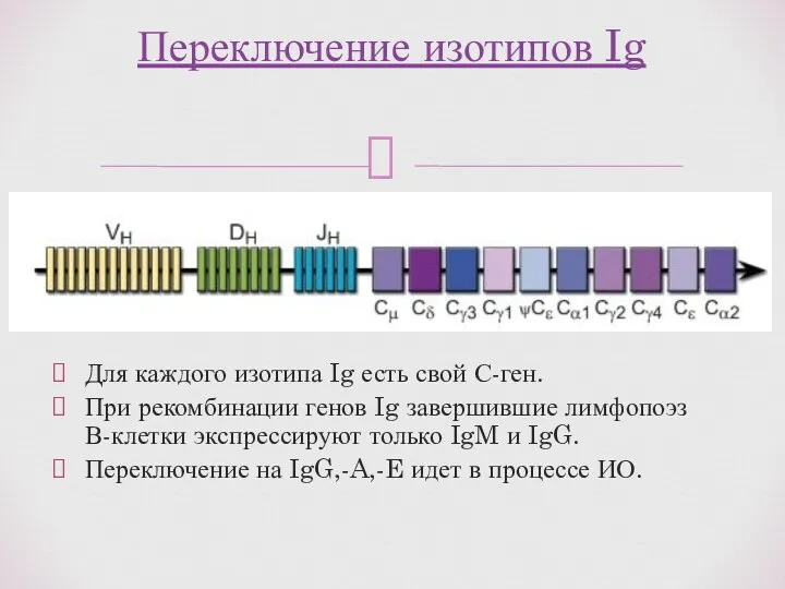 Для каждого изотипа Ig есть свой С-ген. При рекомбинации генов