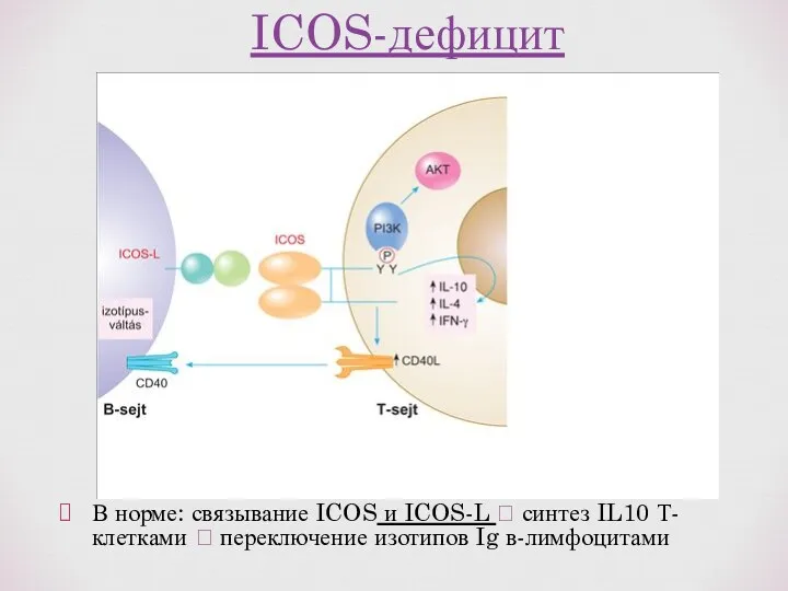 В норме: связывание ICOS и ICOS-L ? синтез IL10 Т-клетками ? переключение изотипов Ig в-лимфоцитами ICOS-дефицит