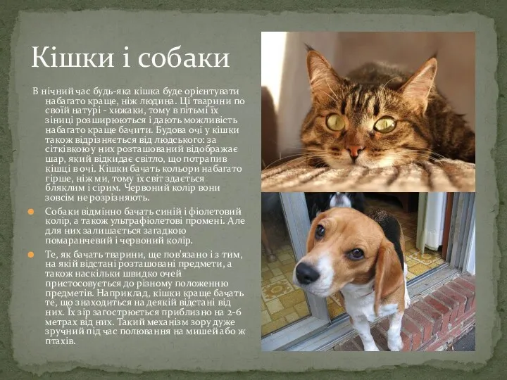 Кішки і собаки В нічний час будь-яка кішка буде орієнтувати